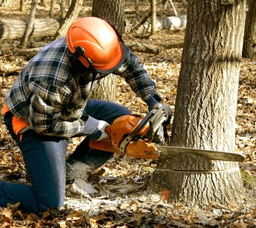 Tree Removal in Iraan, TX